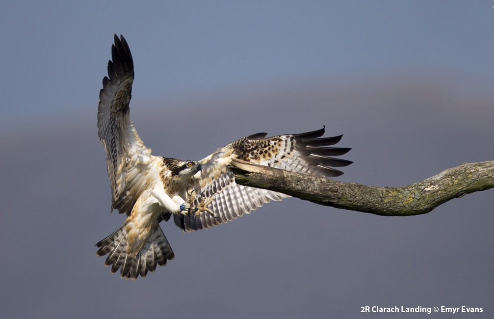 Clarach 2R landing on Perch - copyright by Emyr Evans at the Dyfi Osprey Project